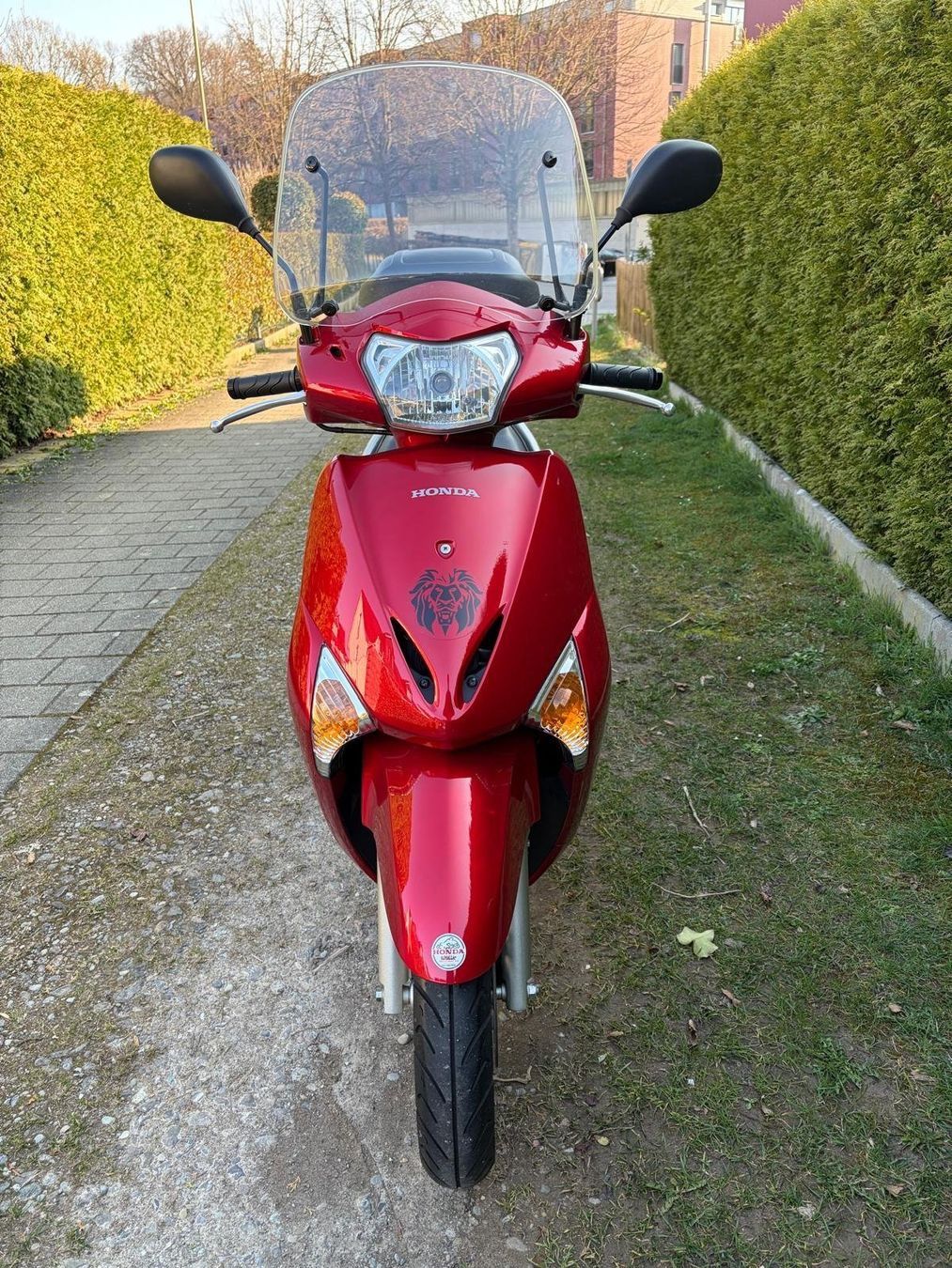 Honda Scooter: Honda Lead – Usato da Winterthur venduto da nonso 3