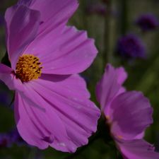 Profile image of Ani_Ss