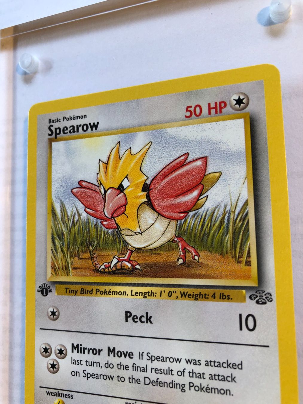 Carte collezionabili: Spearow 1st Jungle - MINT - ab 1.- – Usato da Giubiasco venduto da dan_pr8b 3