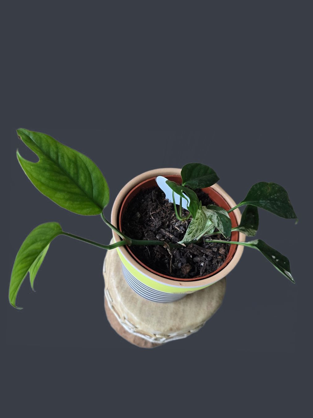 Pflanzen & Samen: Epipremnum 'Marble' Variegata – Neu (gemäss Beschreibung) aus Aarburg von Glitzerzauber 1