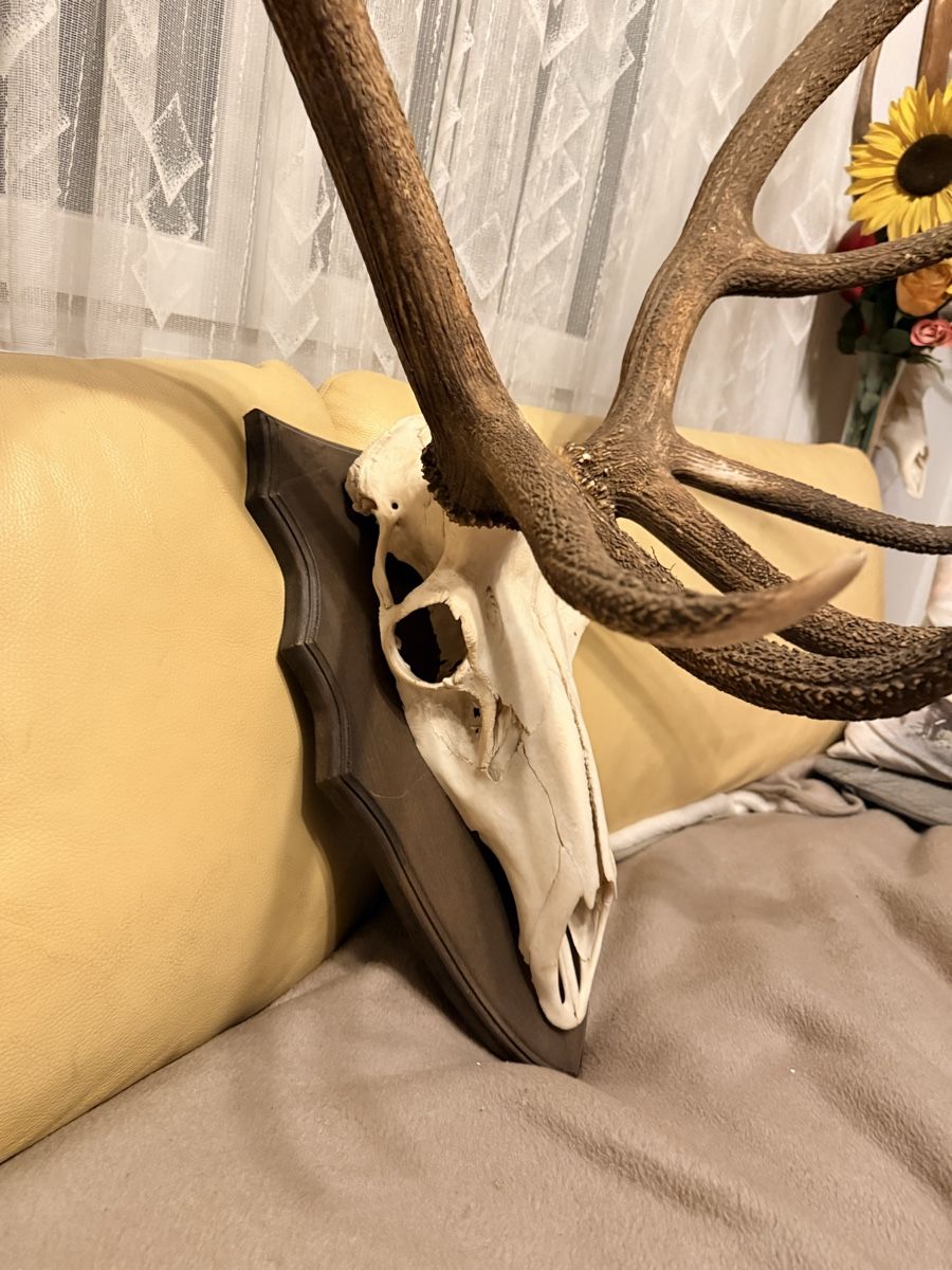 Sonstiges zum Sammeln & Seltenes: Kapitale Hirsch-Trophäe – Neu (gemäss Beschreibung) aus Schafisheim von Flawiia 3