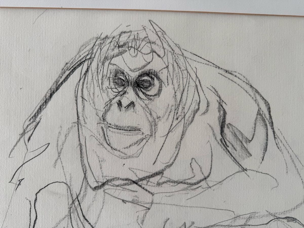Foto & Immagini: Fritz Hug, Original, Bleistiftzeichnung, Gorilla – Usato da Safenwil venduto da Corahund 2