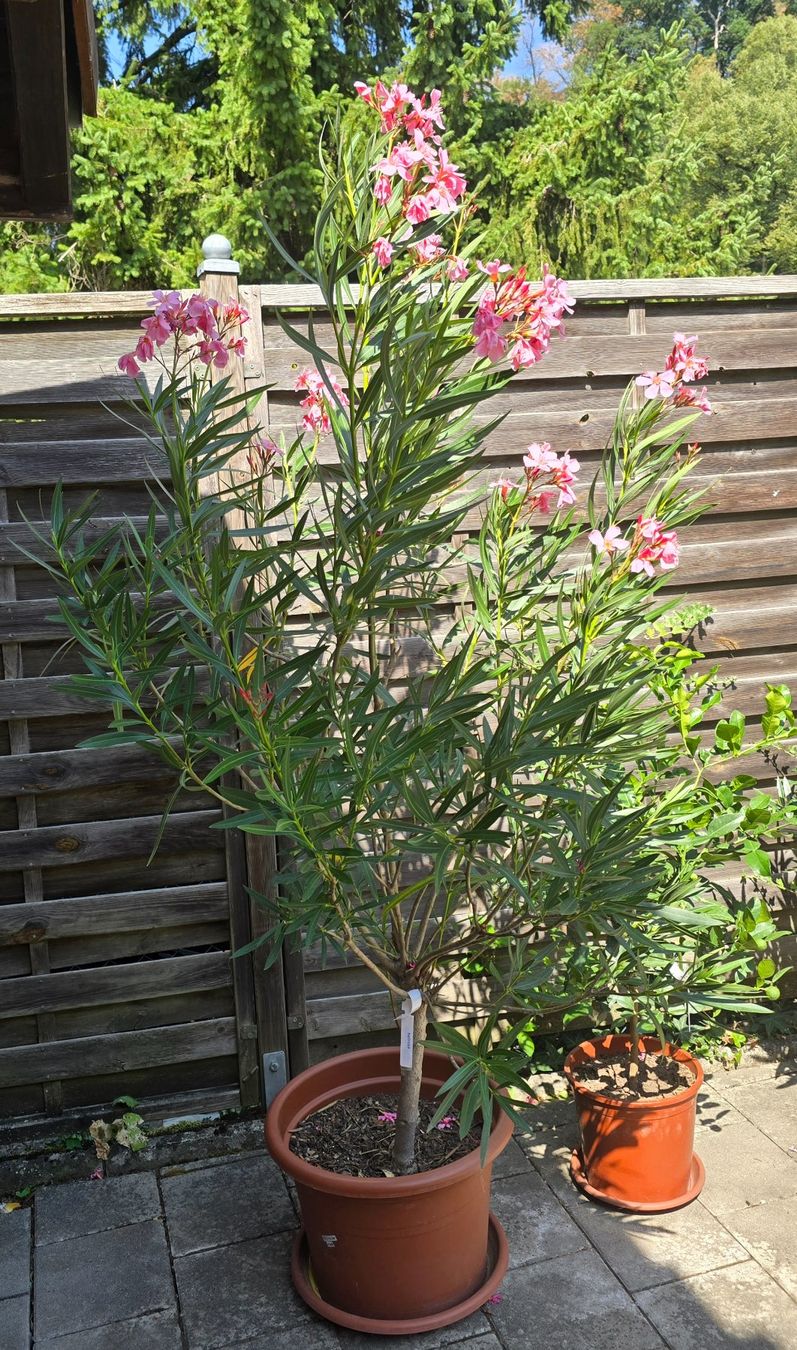 Pflanzen & Samen: Schöner Oleander Hochstamm hellrosa – Gebraucht aus Aarburg von popkorn65 2