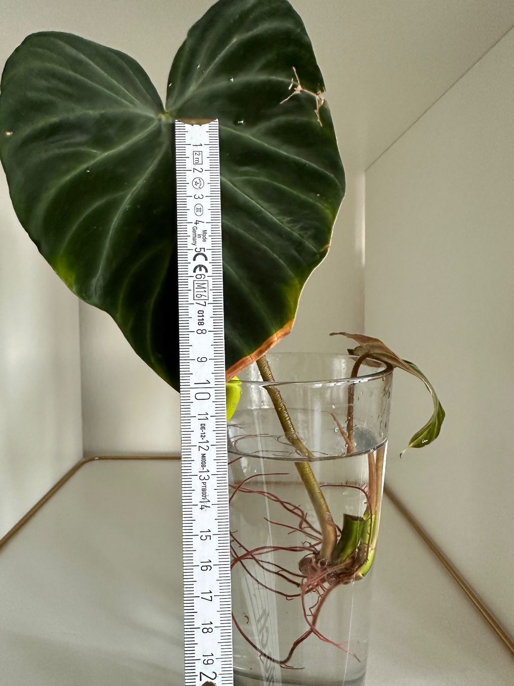 Piante & sementi: Philodendron verrucosum Steckling – Usato da Zürich venduto da ong8 2