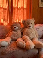 Zwei Teddybäre gross