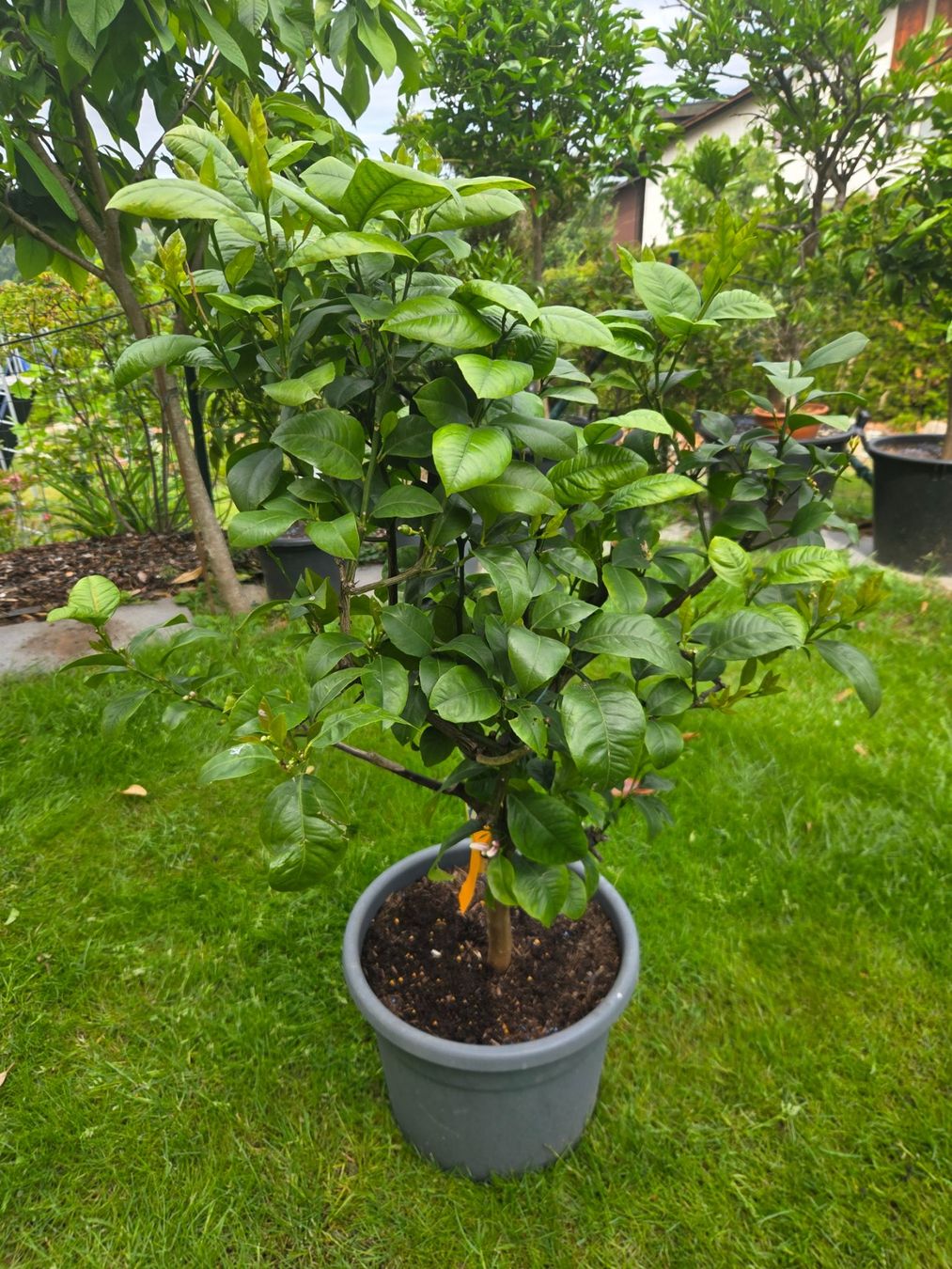 Piante & sementi: Orange baum  arcobal mit Früchten und Blüten – Usato da Unterlunkhofen venduto da tomnova 1