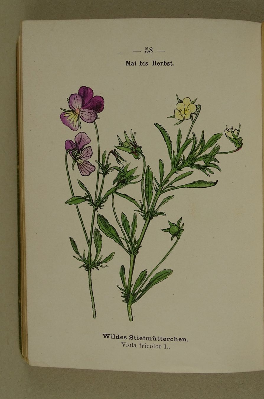 Libri: BOTANISCHER TASCHENATLAS 1900 – Usato da Grüningen venduto da Kartensammler 5