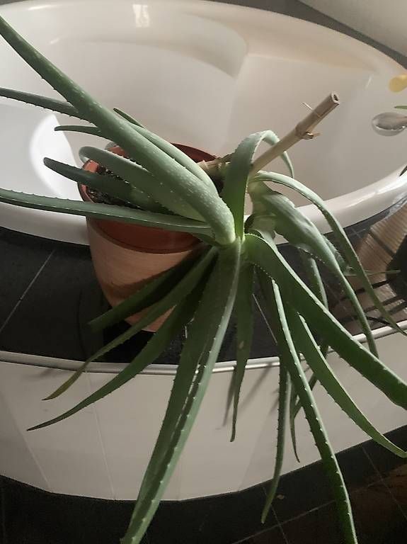 Plantes & graines: Aloe Vera Pflanzen  – D'occasion à Lütisburg Station par ilo_w8vk