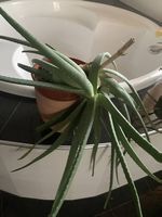 Aloe Vera Pflanzen 