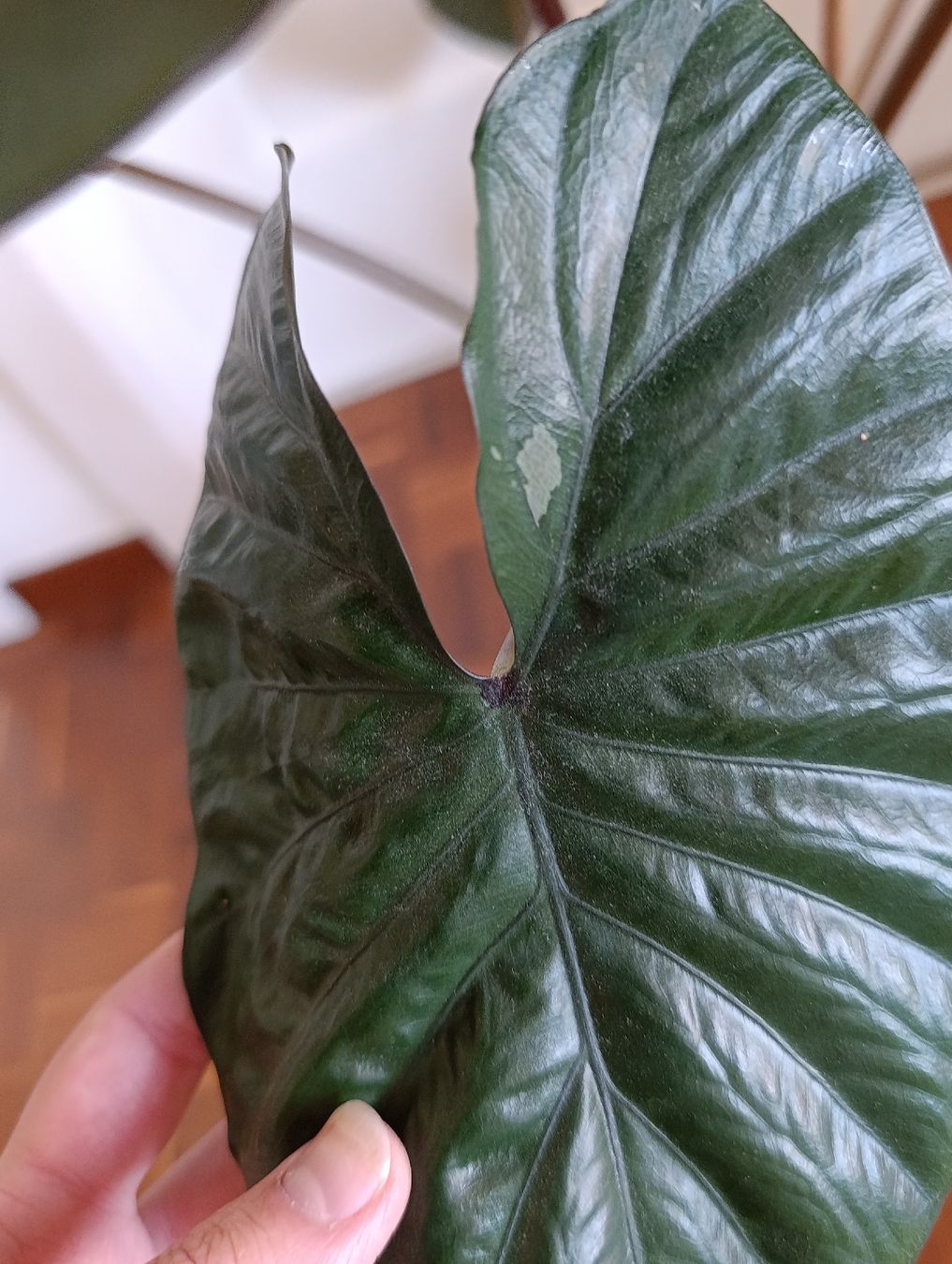 Piante & sementi: Alocasia Serendipity pink variegata – Usato da Baar venduto da L.isa28 4