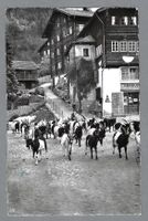 1959, FIESCH, HEIMKEHR DER ZIEGEN