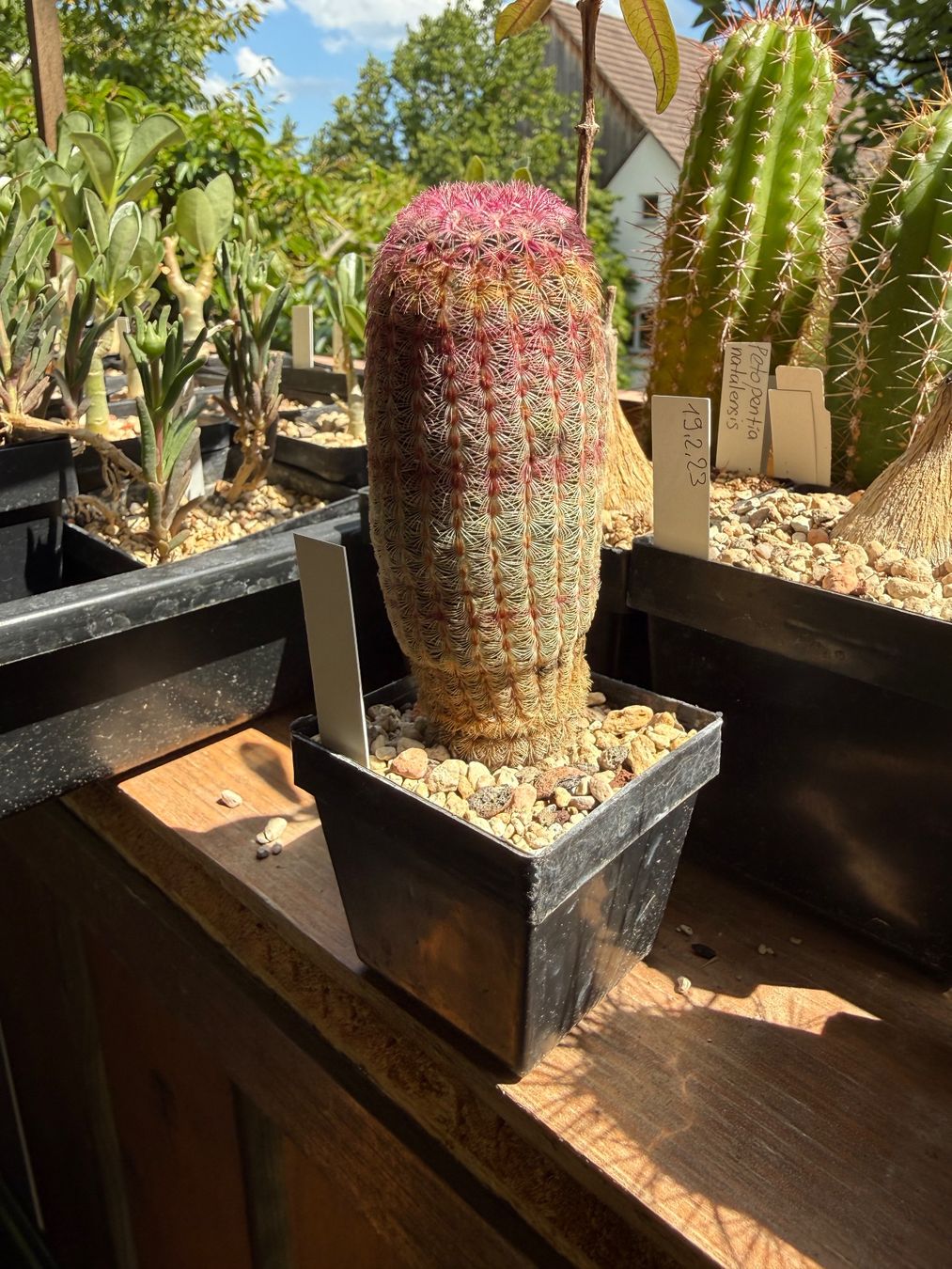Pflanzen & Samen: Echinocereus rigidissimus – Gebraucht aus Rorbas von SimS0n 1