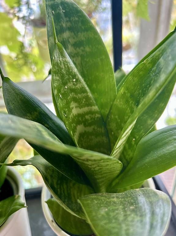 Plantes & graines: 3 Zimmerpflanzen  – Neuf avec emballage d'origine à Frauenfeld par Irene.Schuppli 1