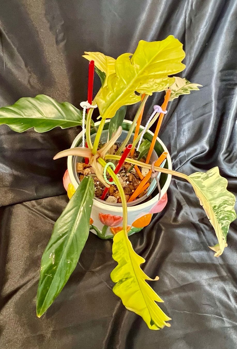 Pflanzen & Samen: Philodendron caramel marble variegated – Gebraucht aus Zofingen von Erfolg1957
