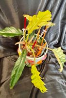 Philodendron caramel marble variegated