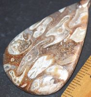 Anhänger L-4478 – Australischer Erdnuss Holz Fossil Jaspis
