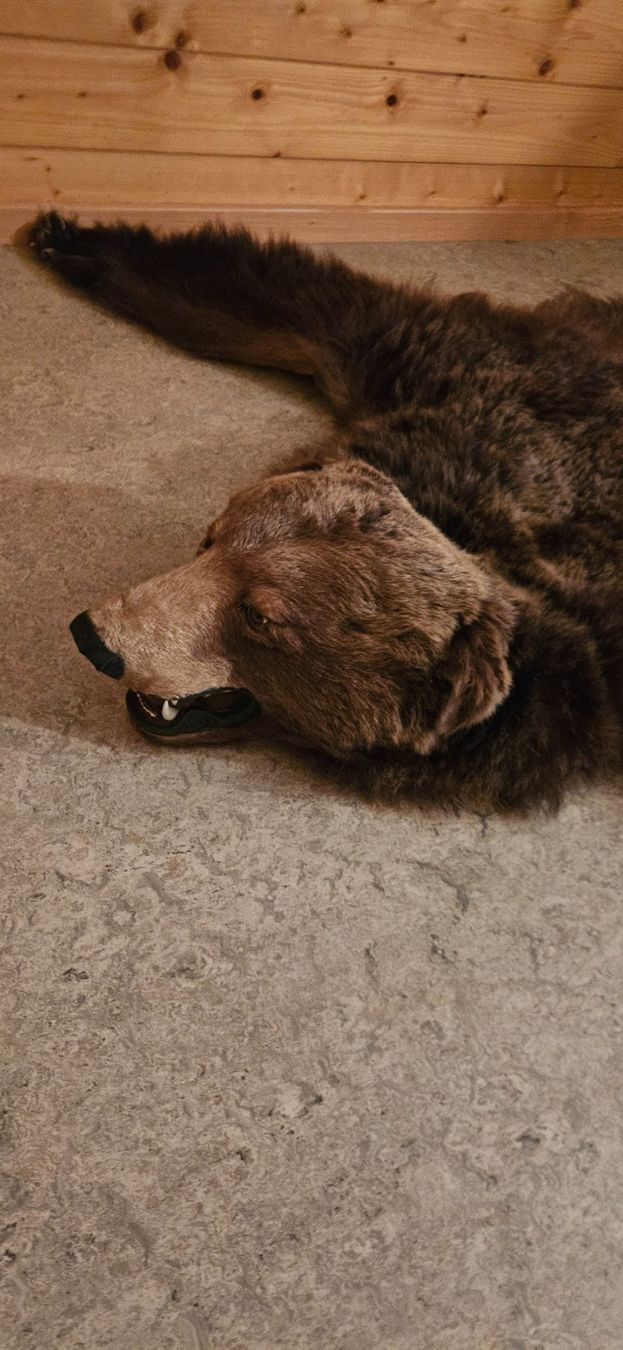 Tapis: bear skin rug – D'occasion à Rougemont par 911__ 6