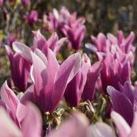 Magnolia liliflora 'Nigra'  20-30cm