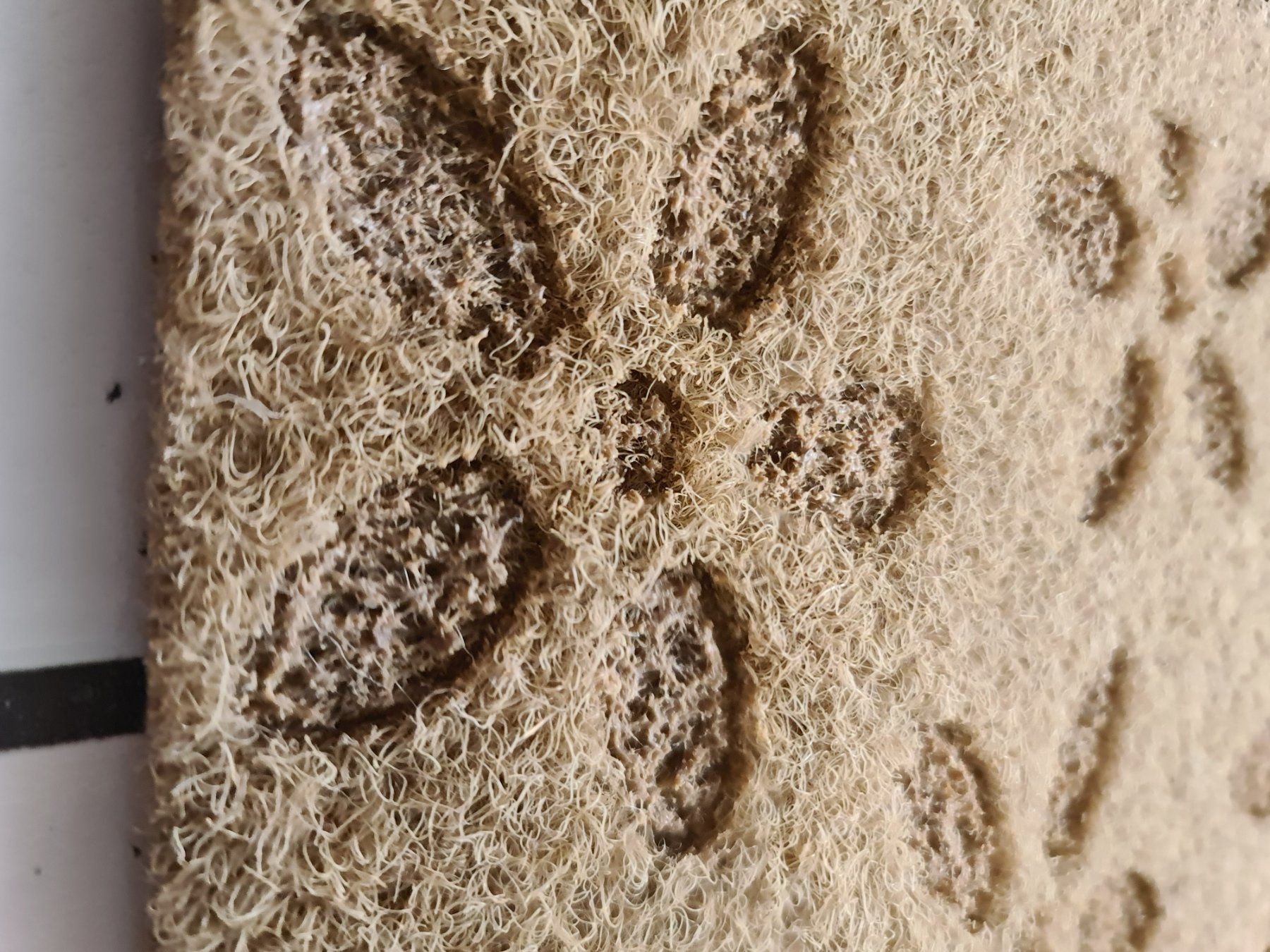 Tappeti: 2 Stk. Türvorlege Fussmatte Eingangsteppich Kokosmatte – Nuovo e nell'imballaggio originale da Uerkheim venduto da Kaufoption 1