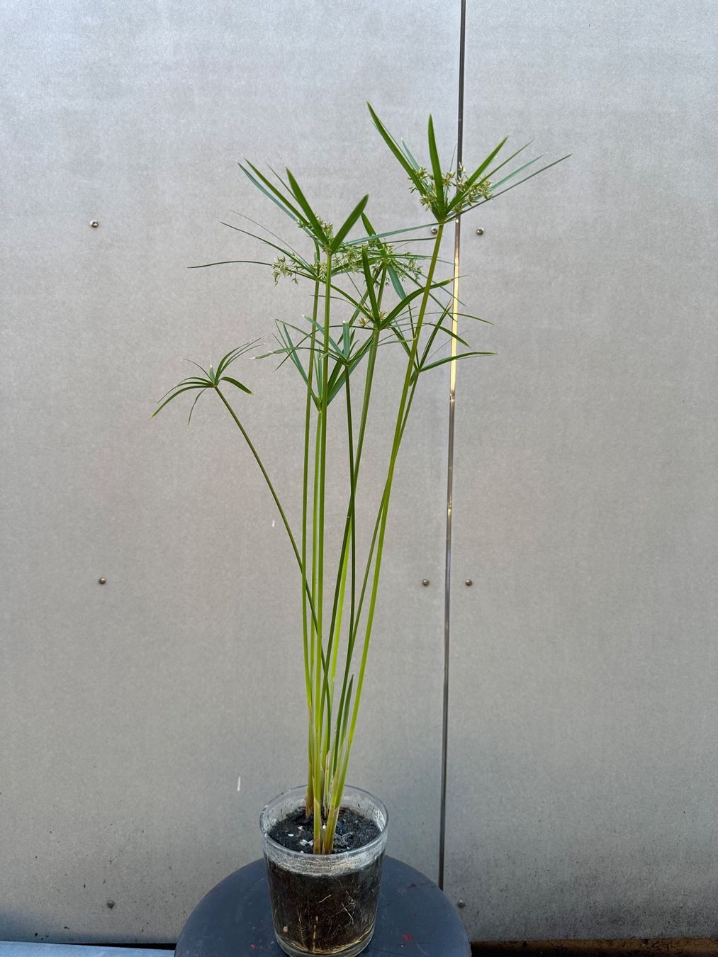 Plantes & graines: PAPYRUS STECKLING – D'occasion à Zürich par NIKI777 1