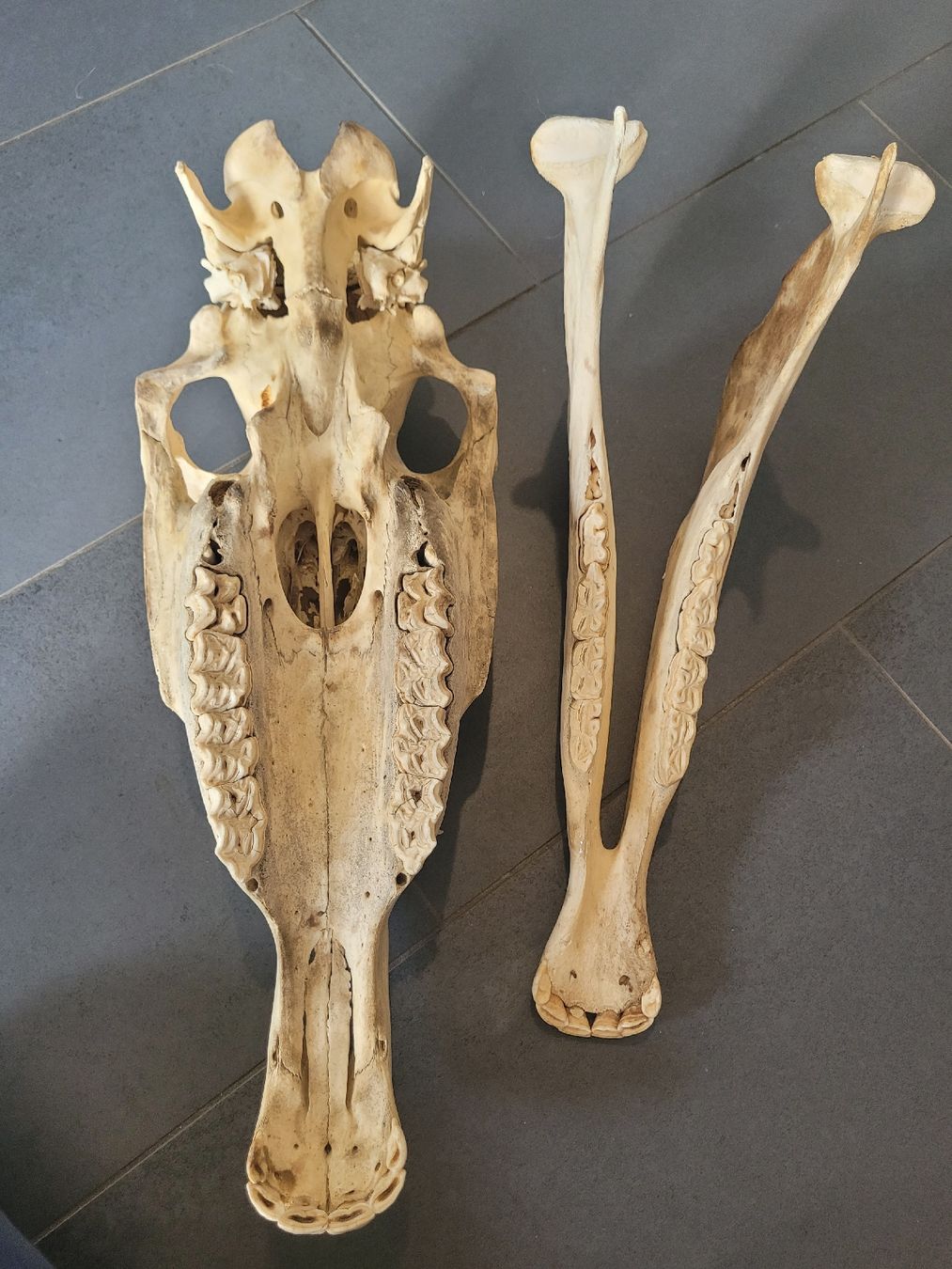 Monde des animaux: Crâne de cheval – D'occasion à Thônex par Jankhee 3