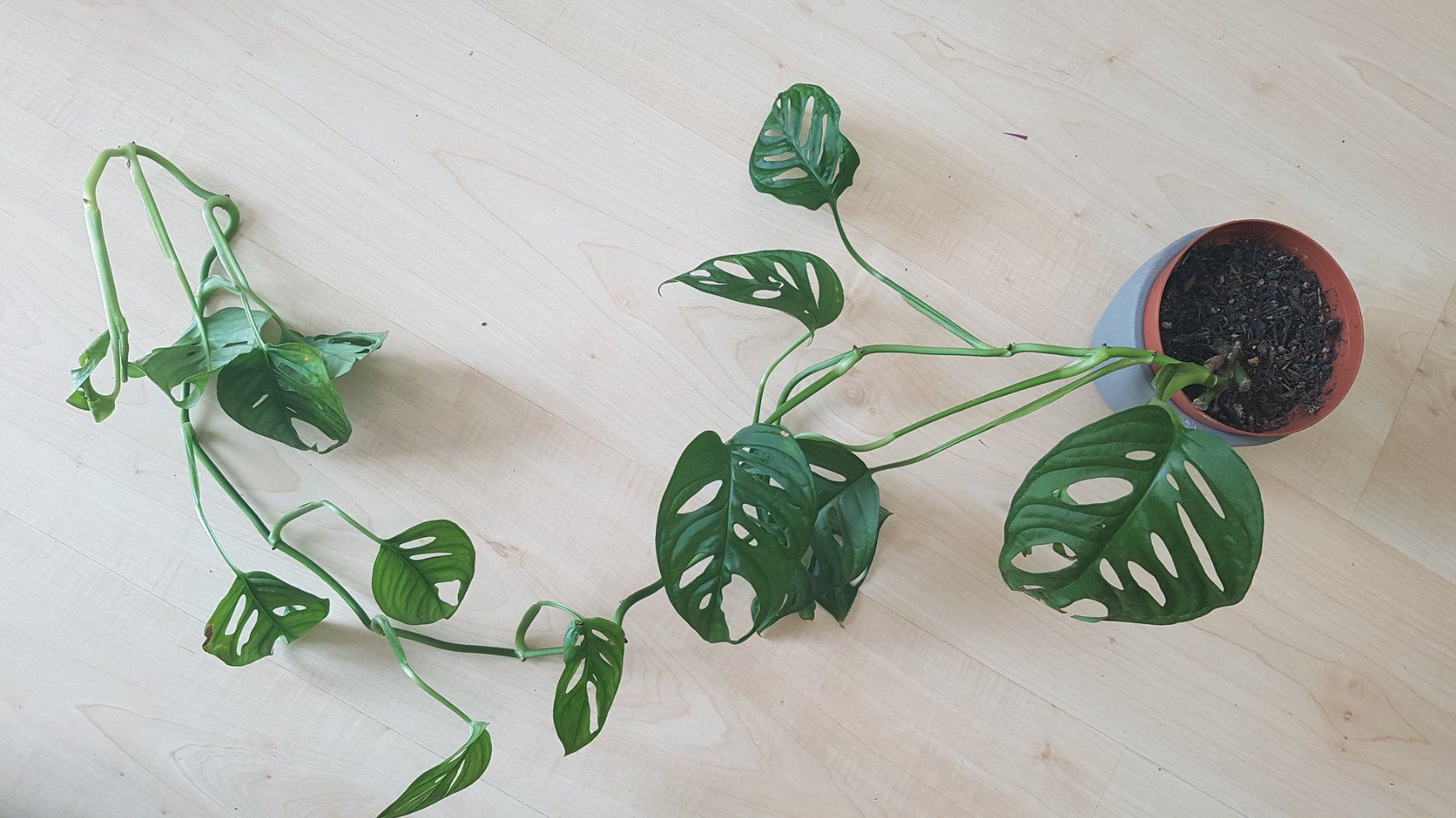 philodendron red sun Philodendron 'Sun Red' main image 0
