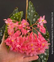 Begonia Maculata Megadot - mit auffällig grossen Blättern