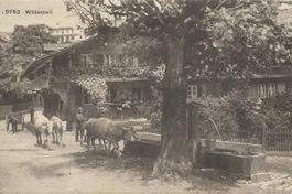 Wilderswil BE Bauernhof Kühe Landwirtschaft 1920 sehr gut er