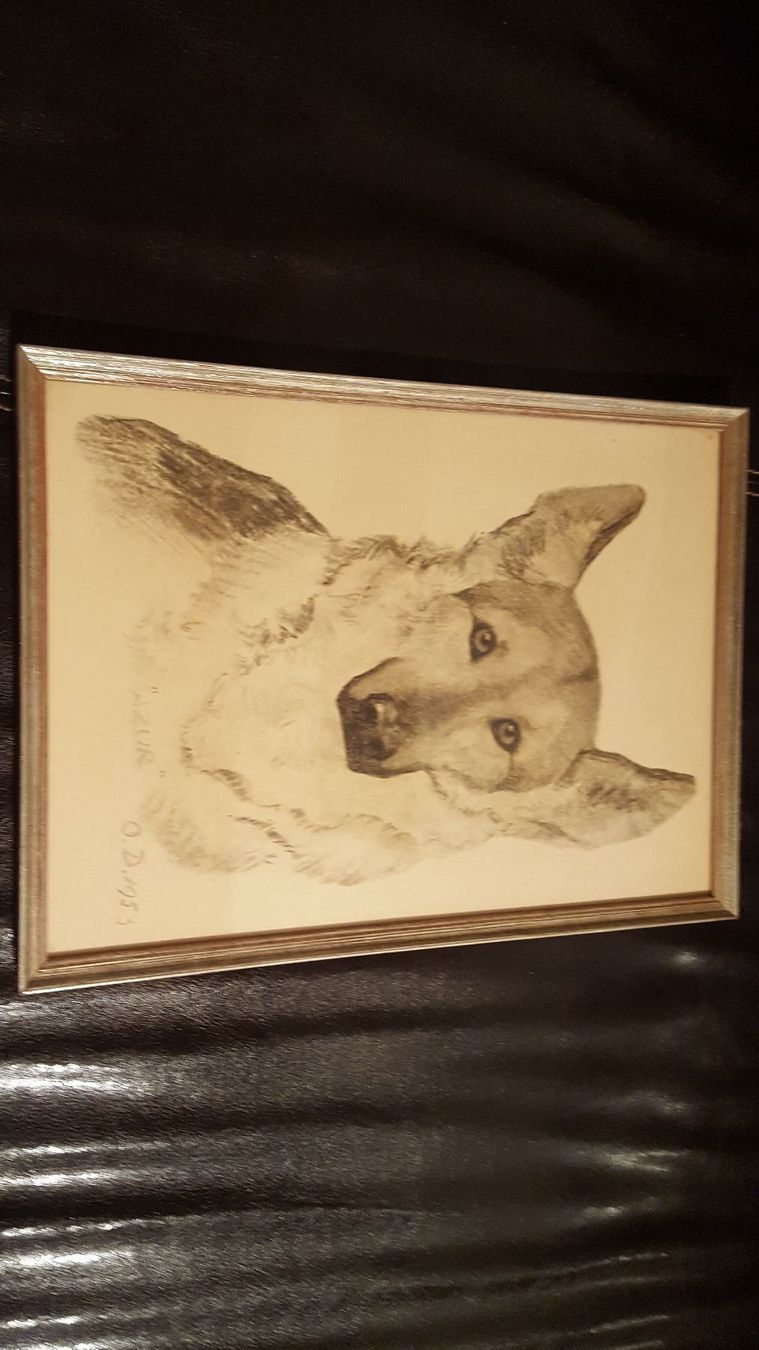 Foto & Immagini: Bild Bleistiftzeichnug Schäferhund 1953 – Usato da Remetschwil venduto da Privatflohmi 1