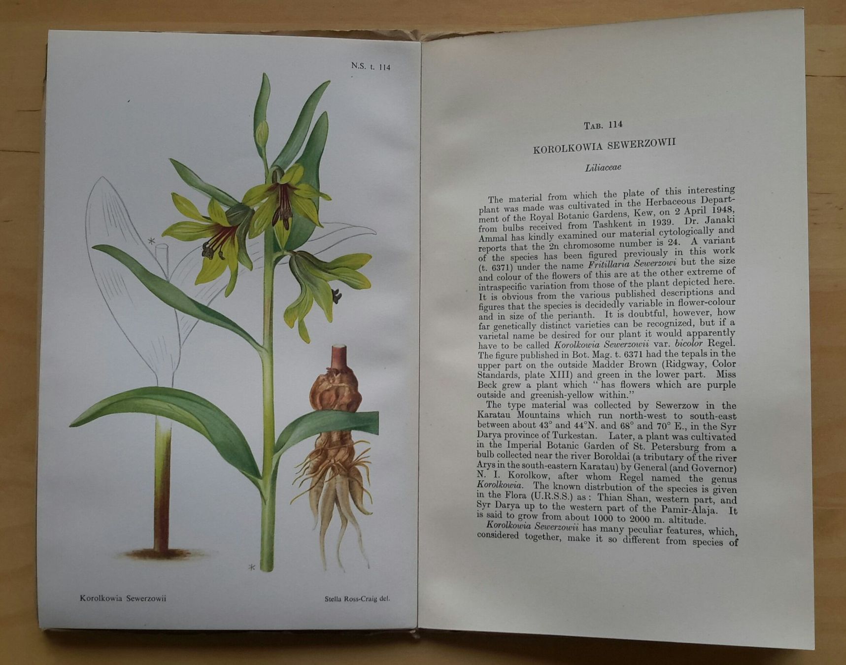 Libri: Curtis's  "Botanical Magazine" , Vol. 167 , 1950 . – Nuovo (secondo la descrizione) da Burgdorf venduto da Olli.34 7