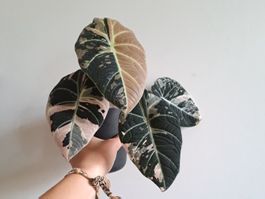 Alocasia Black velvet Pink bulbe💕
