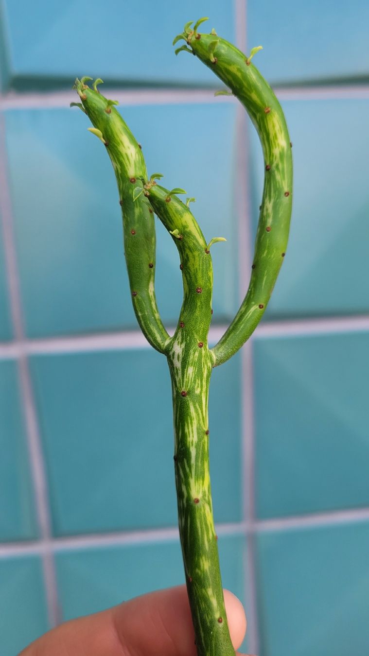 Pflanzen & Samen: Euphorbia leucodendron panaschiert – Neu (gemäss Beschreibung) aus Zürich von The_Plant_Wizard