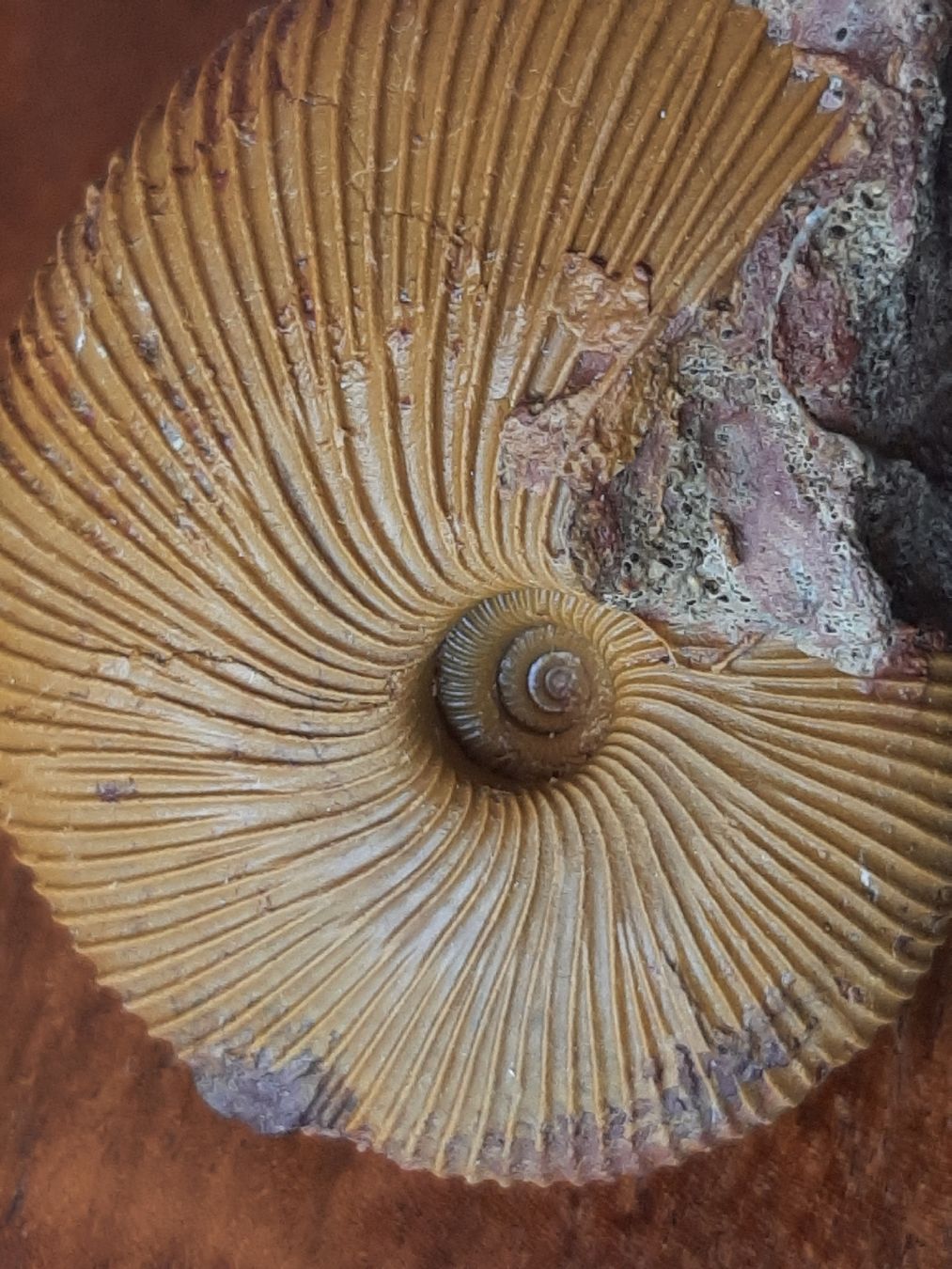 Fossilien: Ammonit aus Anwil BL – Gebraucht aus Rickenbach BL von Oktober68 2