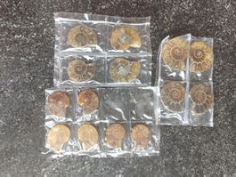 7 Paar Ammoniten opalisiert 15mm, 20mm, 25mm Set 60
