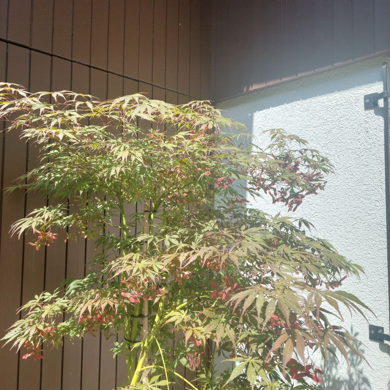 Piante & sementi: JAPANISCHER AHORN SKETERS BROM – Usato da Honau venduto da Blazer1 2