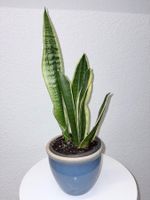 Sansevieria Pflanze Golden Flame Plant with Cache Pot 50 cm