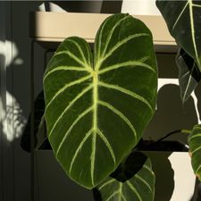 Profile image of LUKVS