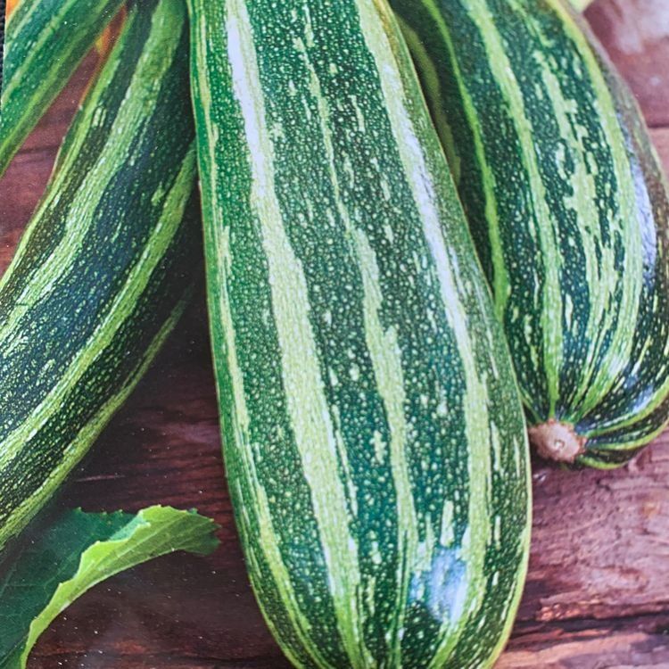Pflanzen & Samen: ZUCCHETTI / ZUCCHINI Tapir gestreift / 3 Samen – Neu (gemäss Beschreibung) aus Hinteregg von ERFOLG78