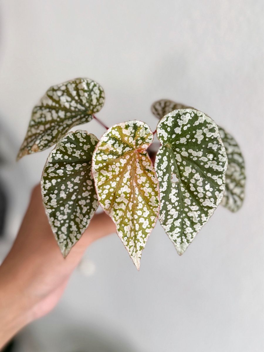Plantes & graines: Begonia Snow Capped Variegated #2 – Neuf (Voir description) à Bern par plantlover_bern