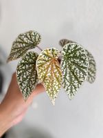 Begonia Snow Capped Variegated #2