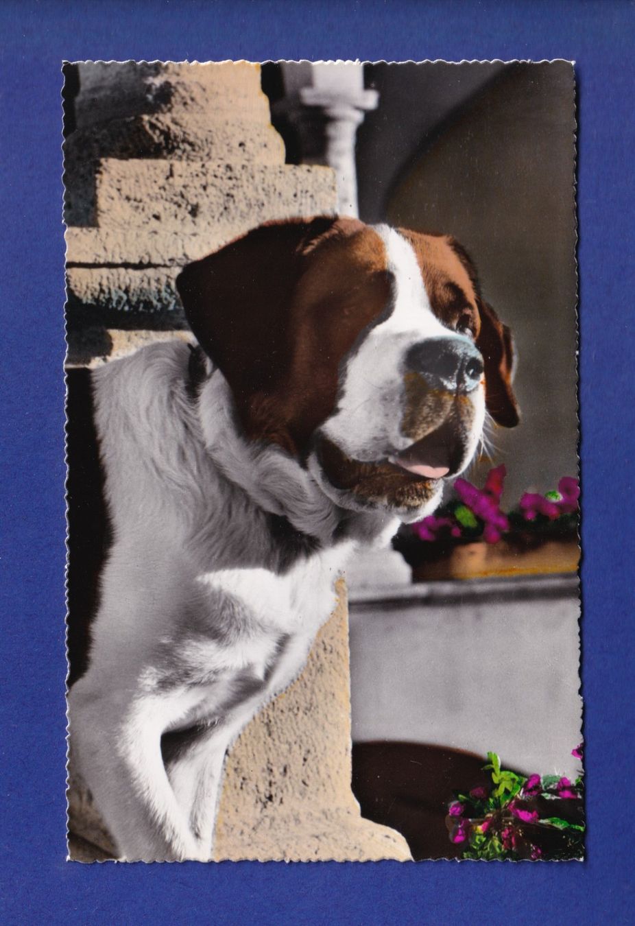 Ansichtskarten: CHIEN / HUND - St. Bernard – Gebraucht aus Pully von nicecards-shop