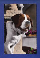CHIEN / HUND - St. Bernard