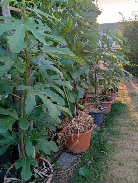 Plantes & graines: Feigenbäume – D'occasion à Langenthal par Shadowman01 8