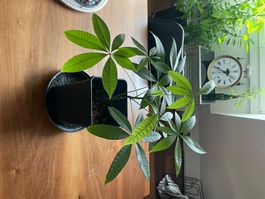 Glückskastanie (botanisch: Pachira aquatica) Steckling