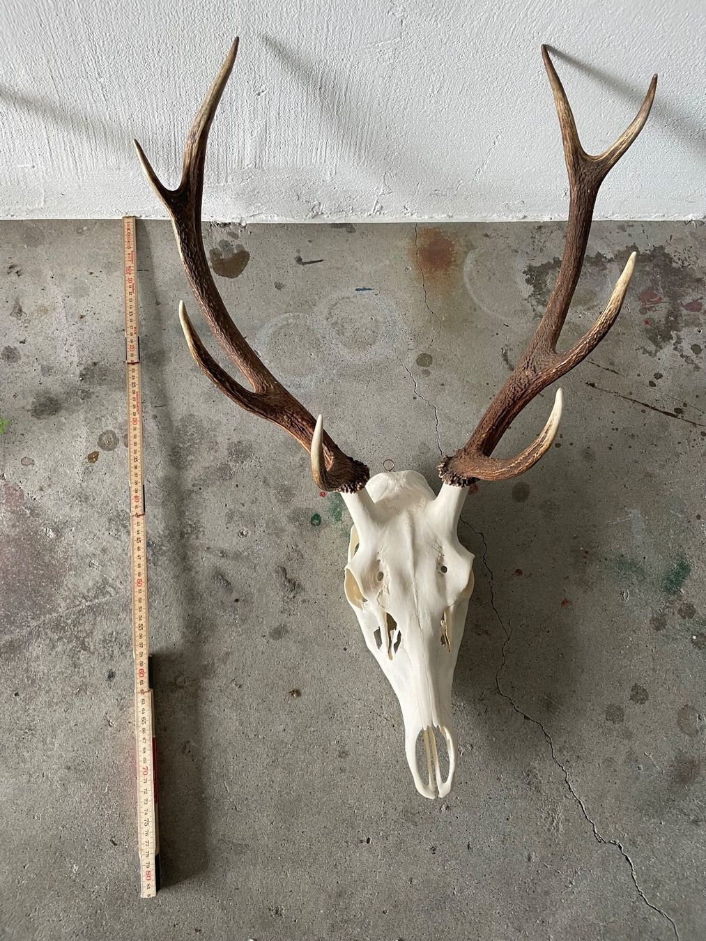 Sonstiges zum Sammeln & Seltenes: Schöne Hirsch Trophäe – Neu (gemäss Beschreibung) aus Eschen von books_and_more 1