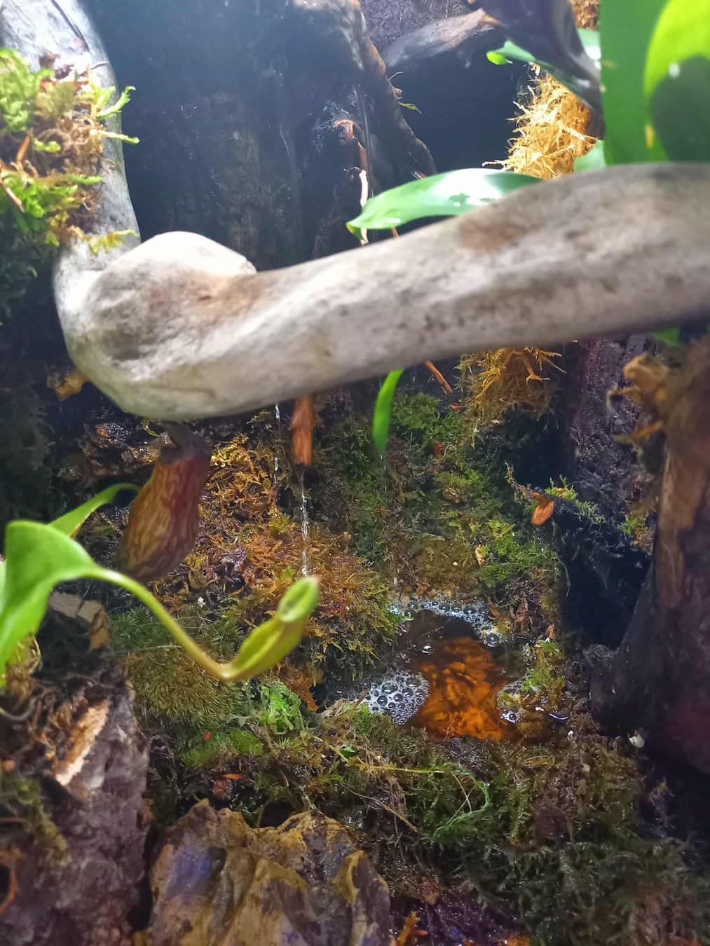 Terrario: Terrarium 40x50x60 Regenwald - NEU – Nuovo (secondo la descrizione) da Kleinlützel venduto da aller-l-ei 2