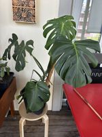 Grosse Monstera Pflanze ca. 1 m