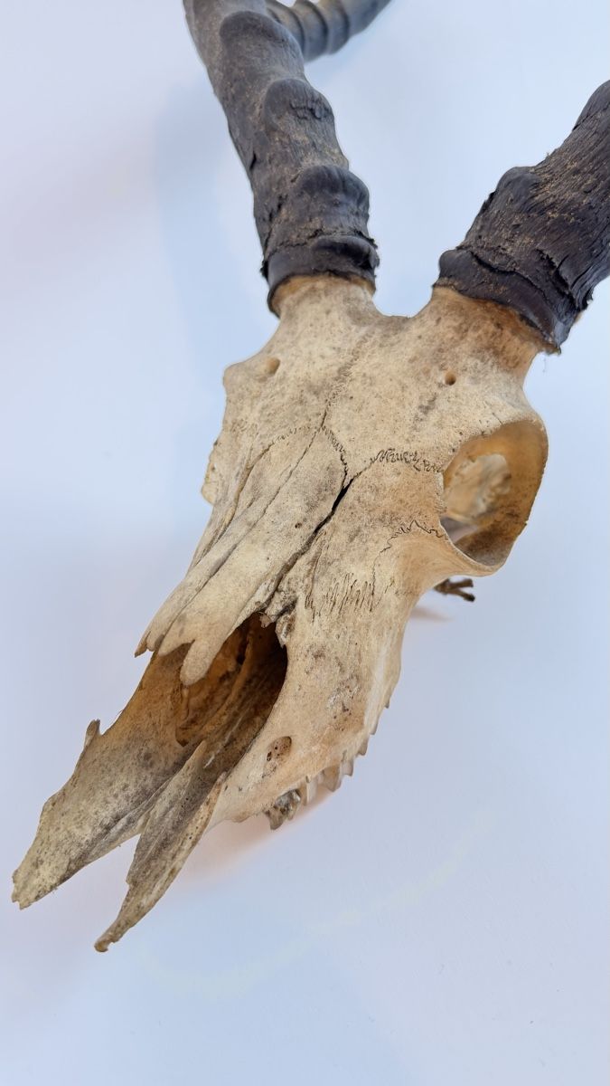 Welt der Tiere: Schöner echter Antilopen-Schädel mit Hörnern – Gebraucht aus Schaffhausen von Alinas-Kinderwelt 4