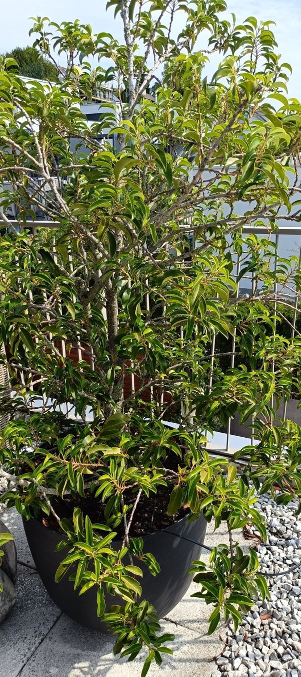 Piante & sementi: Portugiesischer Lorbeer Baum mit Topf – Usato da Winterthur venduto da ninoemi01 1