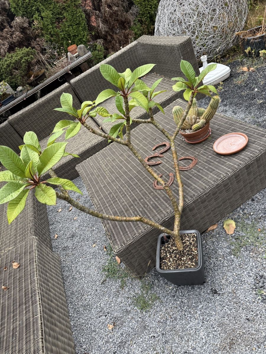 Pflanzen & Samen: Plumeria Frangipani – Gebraucht aus Niederlenz von homovenator77
